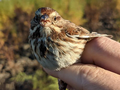bird tissue