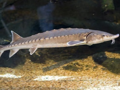 sturgeon